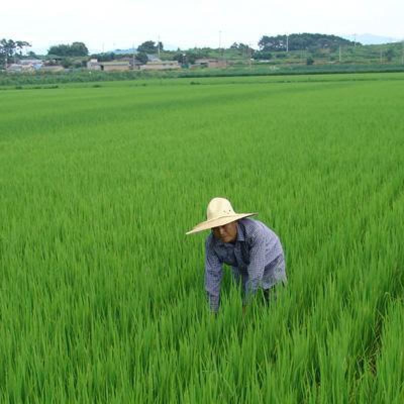 유기농쌀10kg(2023년)